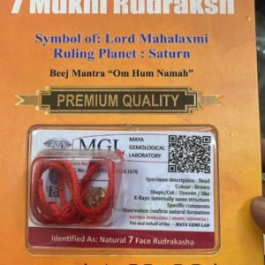 7 Mukhi Rudraksh
