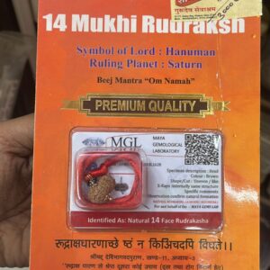 14 Mukhi Rudraksh